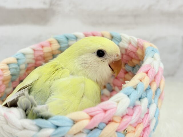 コザクラインコ（小桜インコ）