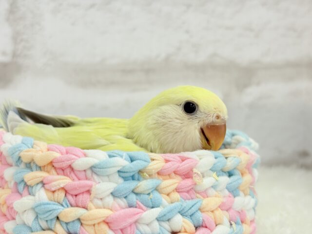 コザクラインコ（小桜インコ）