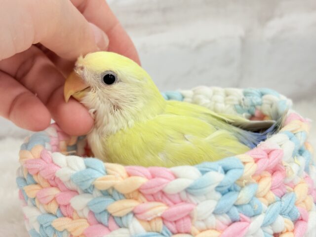 コザクラインコ（小桜インコ）