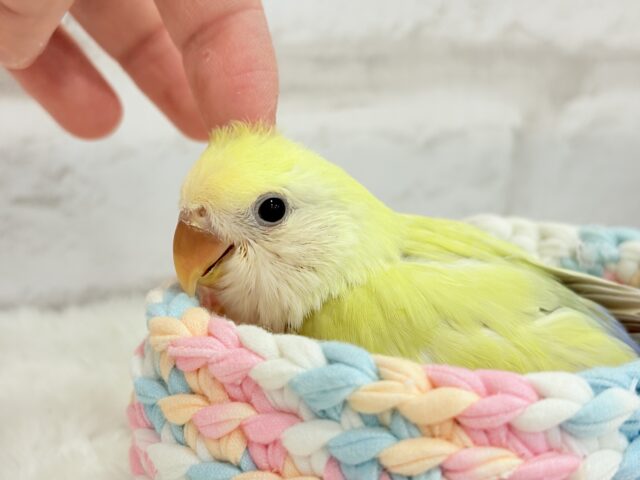コザクラインコ（小桜インコ）