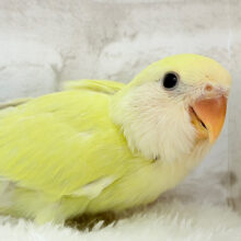 【最新画像更新🪄】まったりが好きなの~♩♩コザクラインコ(シナモン) ヒナ