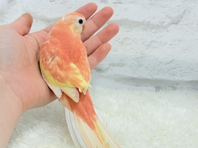 アキクサインコ（秋草インコ）