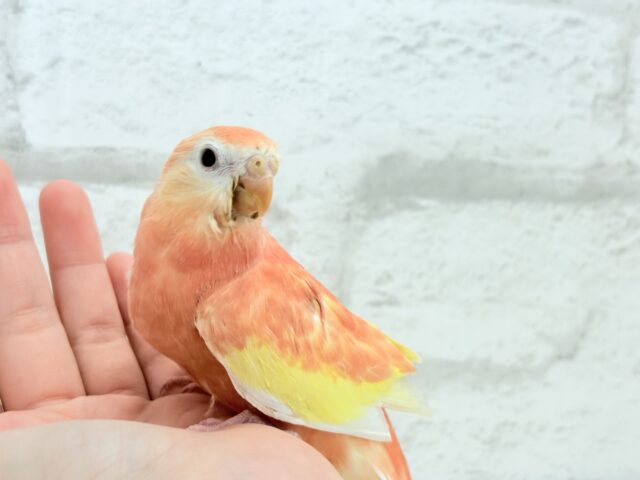 アキクサインコ（秋草インコ）