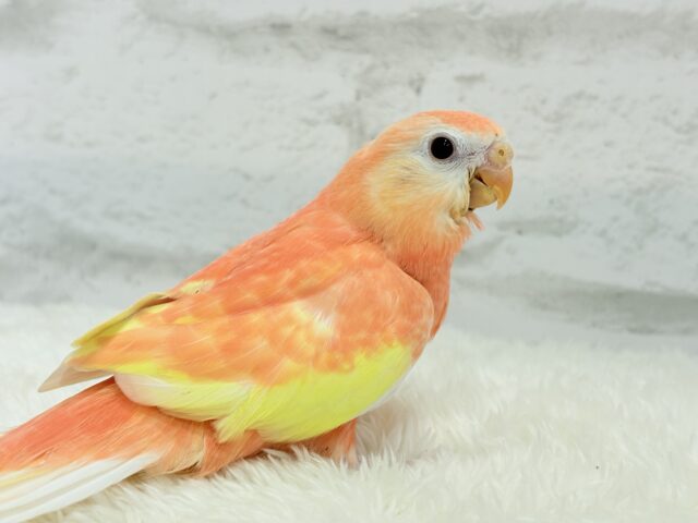 アキクサインコ（秋草インコ）