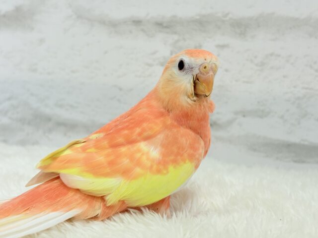 アキクサインコ（秋草インコ）