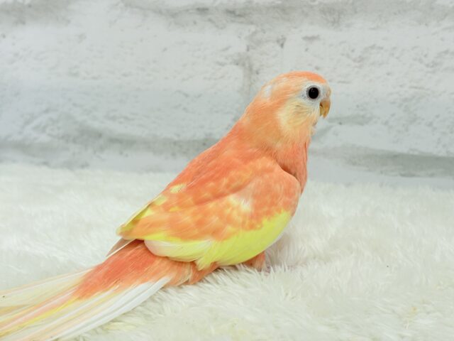 アキクサインコ（秋草インコ）