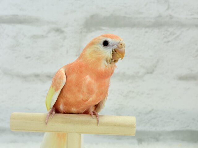 アキクサインコ（秋草インコ）