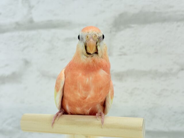 アキクサインコ（秋草インコ）