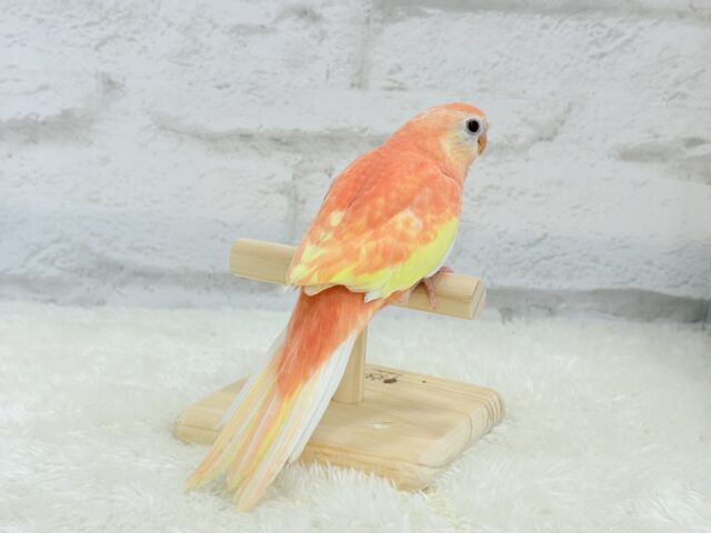 アキクサインコ（秋草インコ）