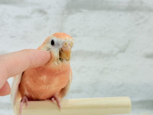 アキクサインコ（秋草インコ）