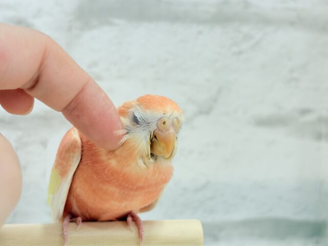 アキクサインコ（秋草インコ）