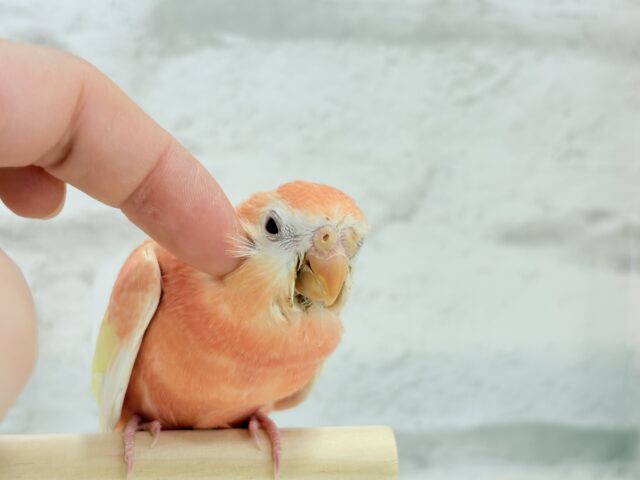 アキクサインコ（秋草インコ）