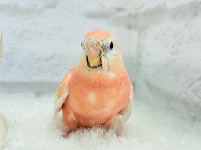 アキクサインコ（秋草インコ）