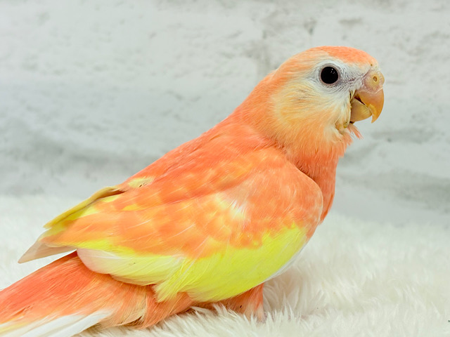 【最新画像更新🪄】桃、桃🍑桃の季節がやってきた🍑🫧アキクサインコ(ルビノー) ヒナ