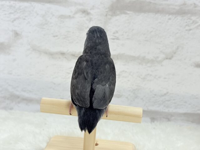 マメルリハ