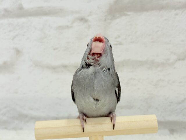 マメルリハ