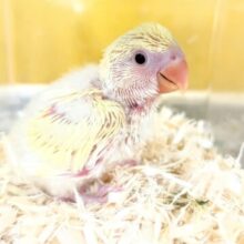 🌈めちゃかわ💕(コザクラインコ)