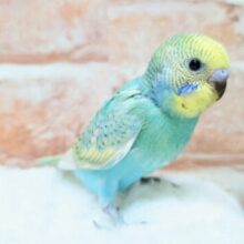 エメラルドグリーン💚💚セキセイインコ🌈✨