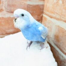 ほわほわカラー💙🤍セキセイインコ🐥🐥