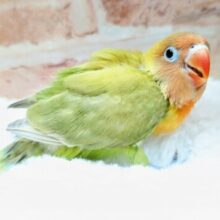 ボタンインコ🧡💛💚【ヤマブキ】