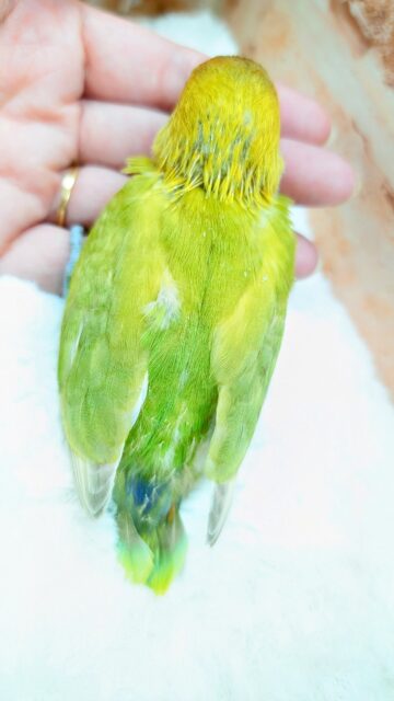 ヤマブキボタンインコ