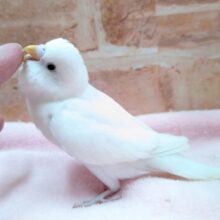 真っ白🤍🤍🤍セキセイインコ【ダブルファクター】🌈✨✨