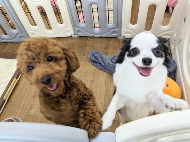 チワックス