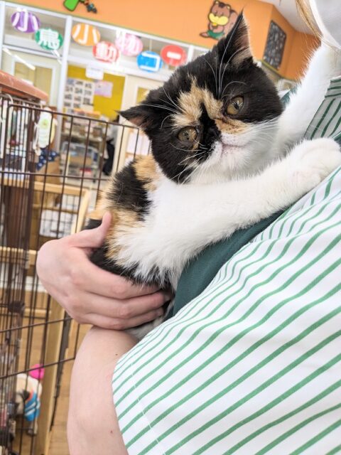 エキゾチック