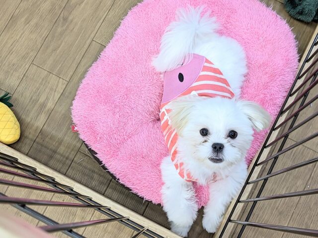 マルペキ