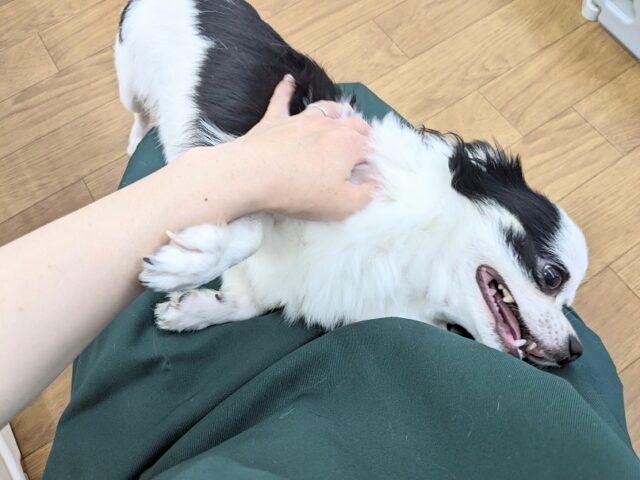 チワックス