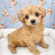 自分で可愛いの知ってます(笑)　ハーフ犬（チワワ×トイプードル）の男のコ　2025.4/5撮影