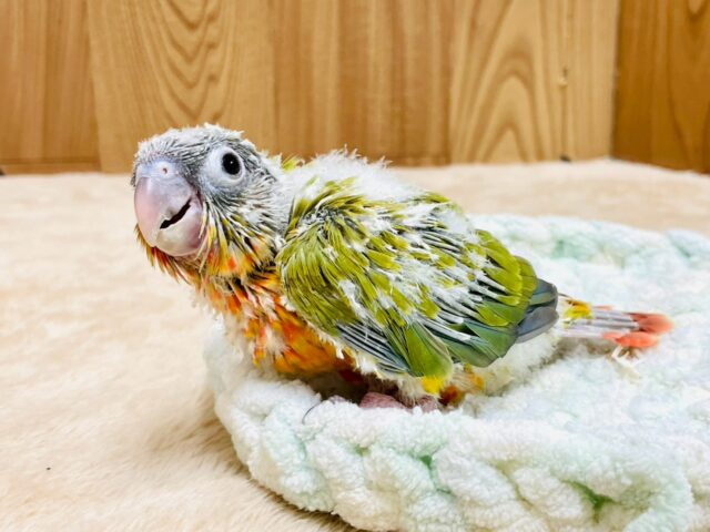 ホオミドリウロコインコ