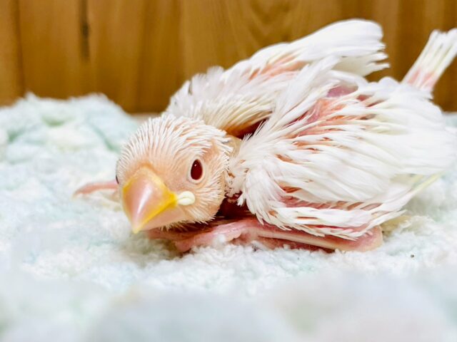 アルビノ文鳥