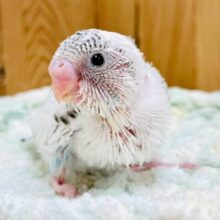 儚い雰囲気✨セキセイインコちゃん✨（ハルクイン）(ヒナ)