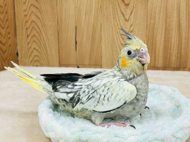 美しい翼の模様のオカメインコちゃん✨(パール)(ヒナ)