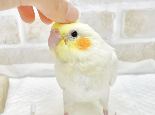最新画像あり⭐️柔らかフェイスのオカメさん〜🤍💛オカメインコ（ルチノー）