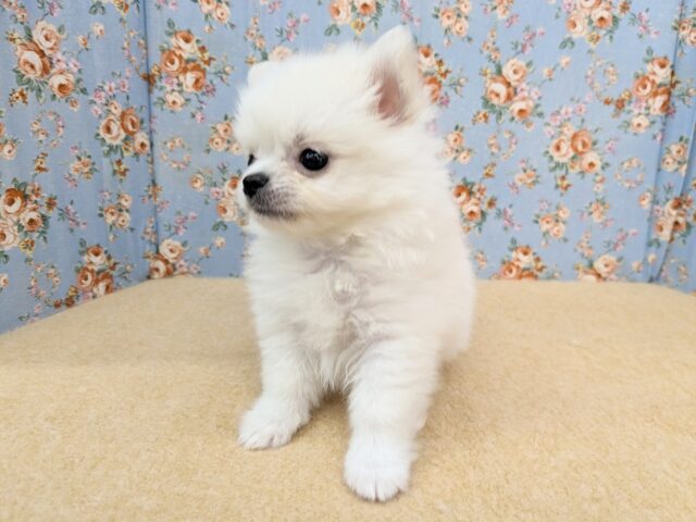 ポメチー（ポメチワ）