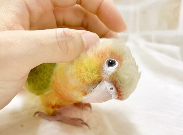 最新画像あり⭐️動画あり⭐️遊ぶの大好き✨ウロコインコパイナップル～