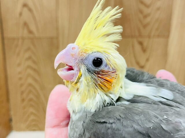 オカメインコ