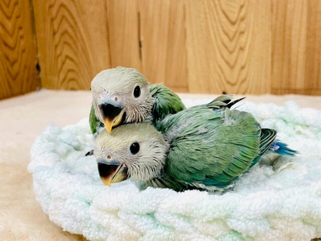 コザクラインコ（小桜インコ）