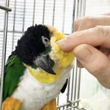 最新画像あり⭐️動画あり⭐️カキカキ待ちです☺️🖤 スグロシロハラインコ