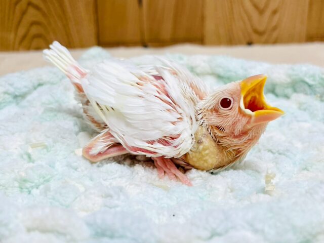 アルビノ文鳥