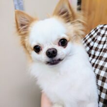 動画あり！ロングコートチワワ(クリーム&ホワイト)男の子♫１歳ですが…すぐにお腹出しちゃう可愛い子❤