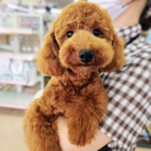 最新画像！動画あり！トイプードル（レッド）男の子♫甘々くんです💕