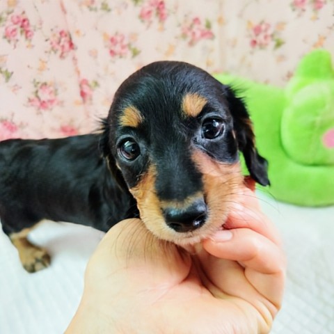 ミニチュアダックス(ブラック&タン)女の子♪つやつやスリムボディ✨️ ミニチュアダックス