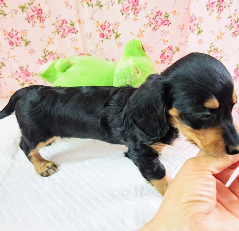ミニチュアダックス