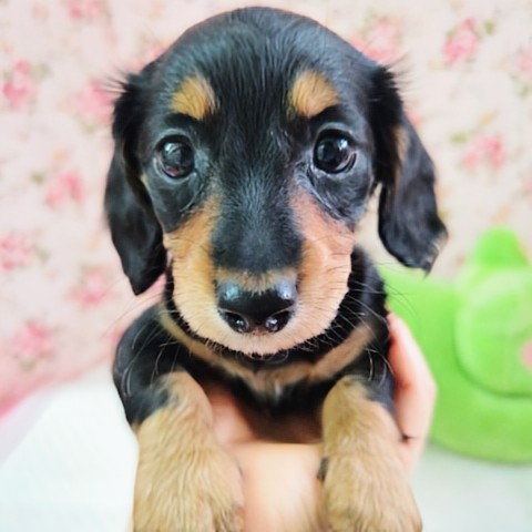 ミニチュアダックス(ブラック&タン)女の子♪つやつやスリムボディ✨️ ミニチュアダックス