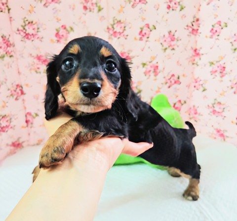 ミニチュアダックス