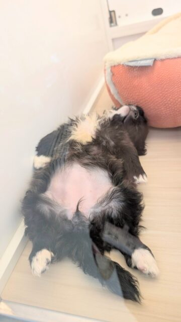 ミックス犬（ハーフ犬）