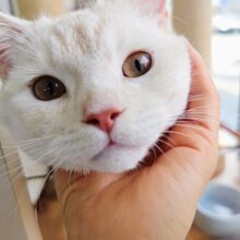 最新画像！動画あり！マンチカン（クリームタビー＆ホワイト）男の子♫めちゃめちゃビビリ💦だけど…甘えんぼ〜💕